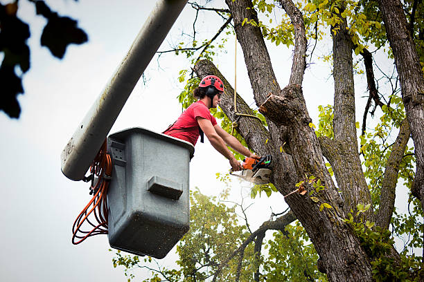 Best Emergency Tree Removal  in Mooreland, OK